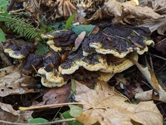 Phaeolus schweinitzii