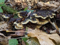 Phaeolus schweinitzii