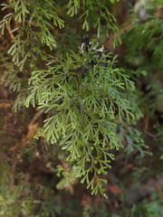 Hymenophyllum multifidum