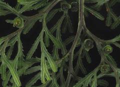 Hymenophyllum multifidum