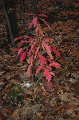Quercus rubra