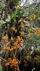 Cyrtochilum tetracopis