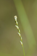 Tetrarrhena juncea