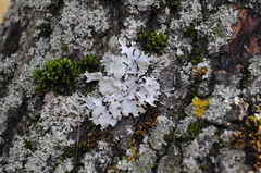 Parmelia sulcata