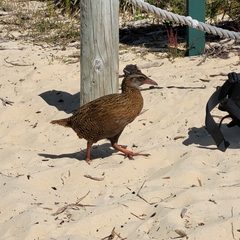 Gallirallus australis australis