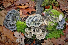 Trametes