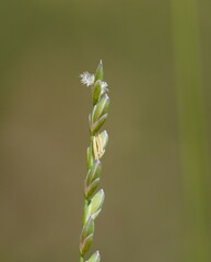 Tetrarrhena juncea