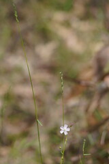 Tetrarrhena juncea