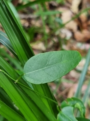 Leichhardtia fraseri