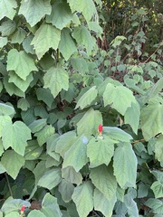 Malvaviscus arboreus