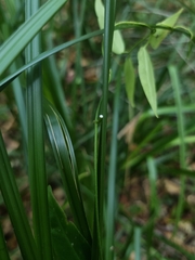 Leichhardtia fraseri