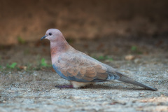 Streptopelia senegalensis