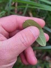 Leichhardtia fraseri