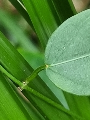 Leichhardtia fraseri