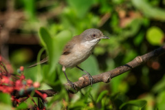 Curruca crassirostris