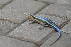 Trachylepis margaritifera