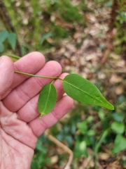 Leichhardtia fraseri
