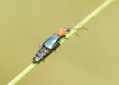 Carphurus cyanopterus