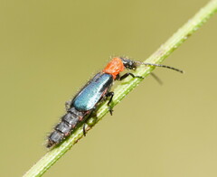 Carphurus cyanopterus