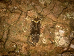 Plectoderini