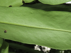 Microsorum punctatum