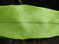 Microsorum punctatum