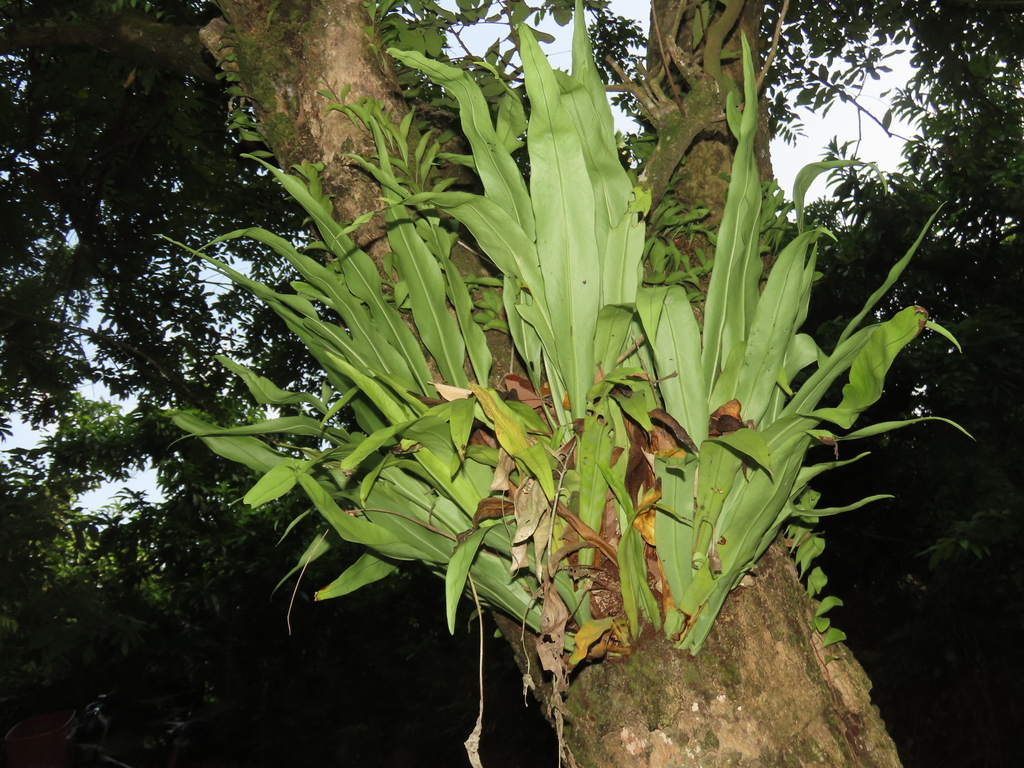 Microsorum punctatum, Taiwan, TW