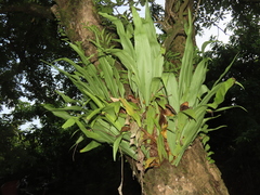 Microsorum punctatum
