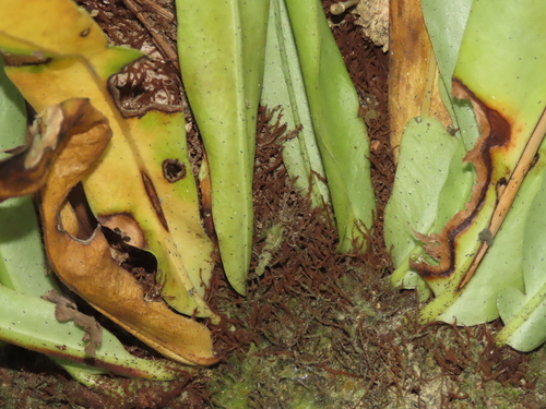Microsorum punctatum