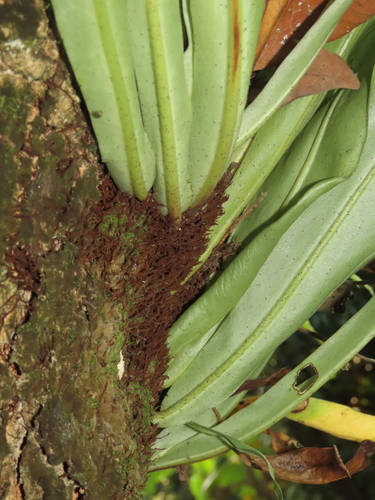 Microsorum punctatum