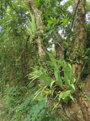 Microsorum punctatum