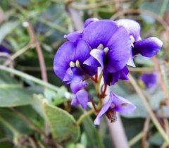 Hardenbergia