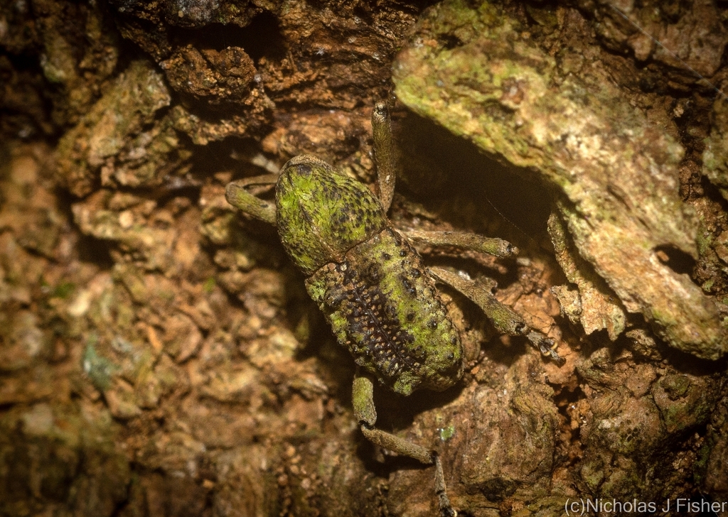 Glochinorhinus doubledayi