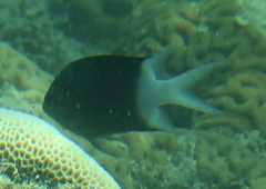 Acanthochromis polyacanthus