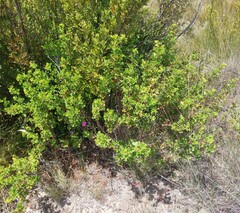 Pelargonium englerianum