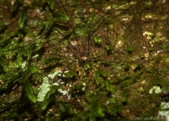 Neopantopsalis pentheter