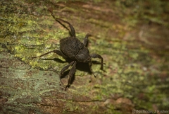 Onidistus araneus
