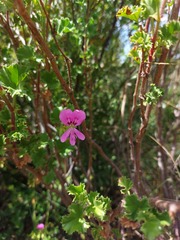 Pelargonium englerianum