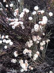 Helichrysum calocladum