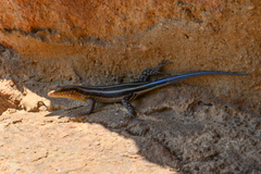 Trachylepis margaritifera
