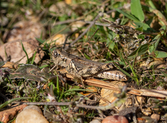 Melanoplus ponderosus