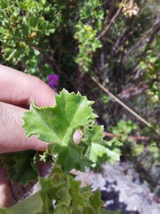 Pelargonium englerianum