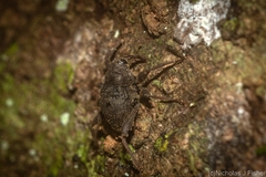 Onidistus araneus