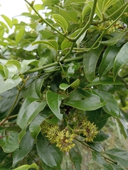 Smilax lanceifolia