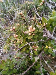 Agarista buxifolia
