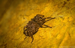 Paleticus cordipennis