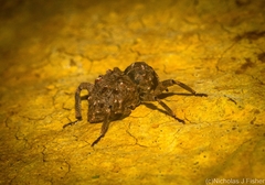 Paleticus cordipennis