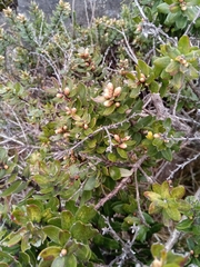 Agarista buxifolia