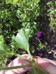 Pelargonium englerianum