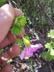 Pelargonium englerianum